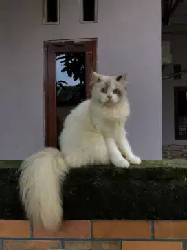 Kucing mix ragdoll betina