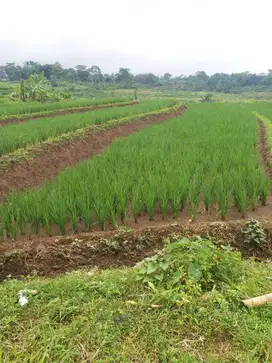Jual tanah mandirancan