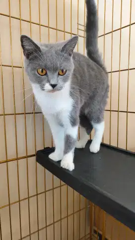 Open adopt british short hair