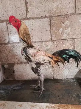 Ayam Mangon Ori
