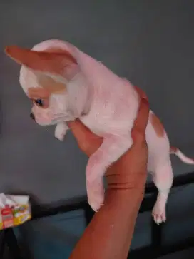 Chihuahua Puppies DOB 2 April 2025
