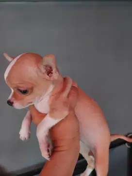 Chihuahua Betina DOB 30 April 2025