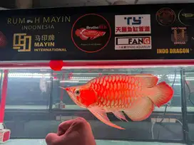 Di jual ikan arwana super rad