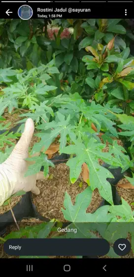 Grosir aneka bibit murja hrga