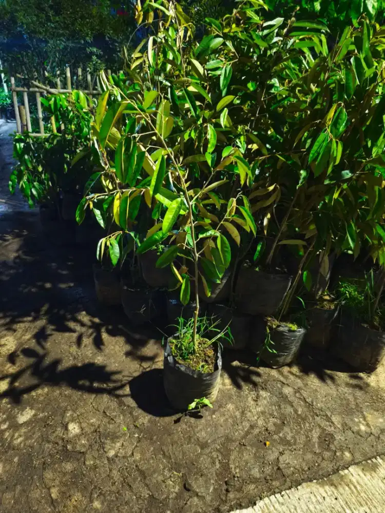 Grosir aneka bibit buah murah