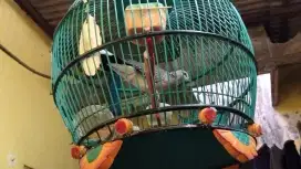 Jual burung derkuku kuk 3 murah meriah
