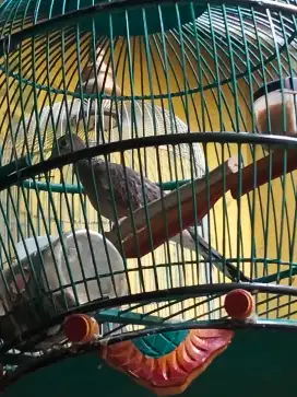 Jual burung derkuku kelantan gacorurah meriah