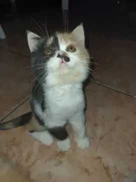 KUCING BSH Calico