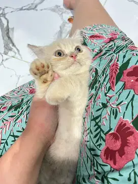 Kitten BSH Cream Jantan