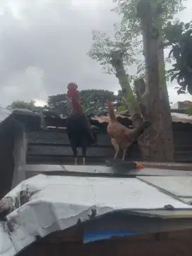 Jual ayam  betina kampung