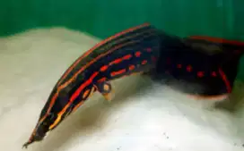 Ikan Fire Eel (Sili Api)