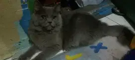 Open Adopt kucing abu persia medium usia 7 bulan
