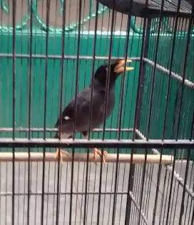 Jalak Kebo Mata Putih