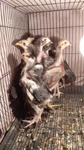 Ayam Bangkok clasik
