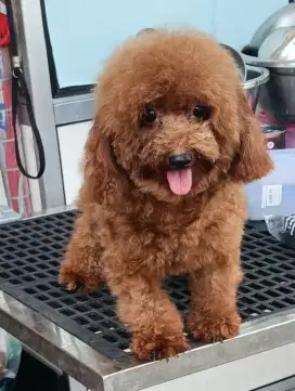TOY poodle betina red