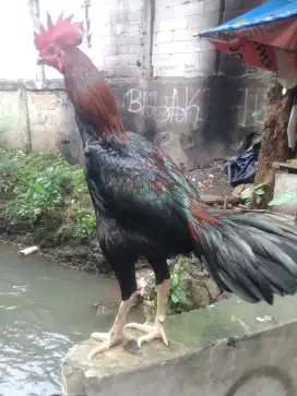 Jual ayam Bangkok muda.