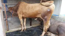 Sapi Qurban 450 kg-an / Sapi Gemuk Tapi Murah / Sapi Jawa