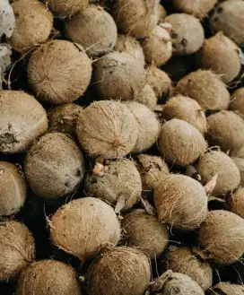 Jual Kelapa kering