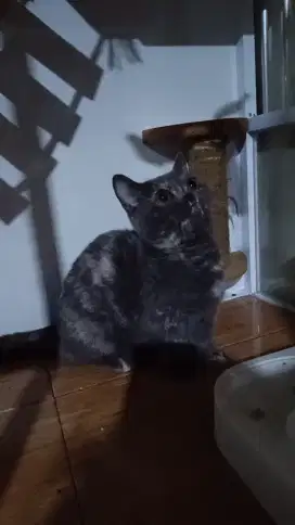KUCING MUCHKIN BSH BETINA