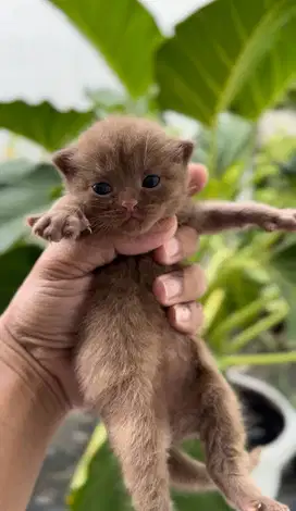 Kucing BSH Cinnamon