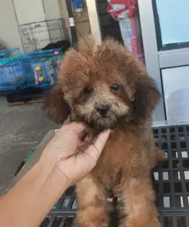 TOY poodle betina