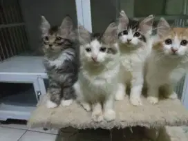 Lepas adop kucing perekor