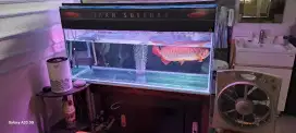 Jual ikan Arwana.