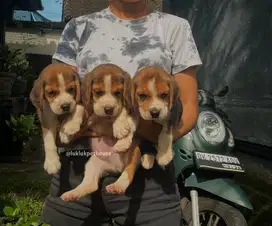 Beagle puppies all female