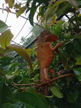 Bissmillah dijual iguana super red
