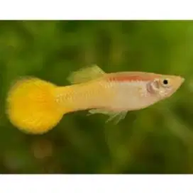 Ikan Guppy Yellow Micarif