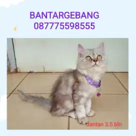 Kitten flatnose jantan