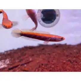 Ikan Chana Red Barito Baby