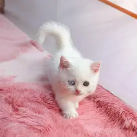 Munckhin bsh oddeye