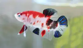 Ikan Cupang Plakat