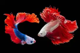 Ikan Cupang HalfMoon