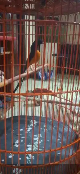 Murai batu non gembung (sepasang )