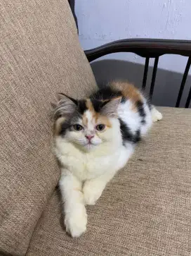 Kitten Himalaya mix flatnose