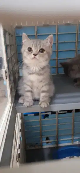 BSH kitten betina silver