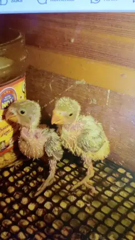 Lolohan lovebird nonklep