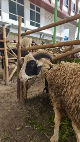 DOMBA 2 JT, 100% GARANSI