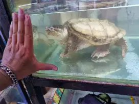 Kura air CST common snapping turtle HYPO cerah