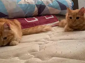 Jual Bu kucing anggora
