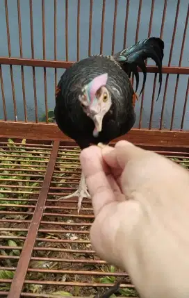 Ayam Hutan Hijau Sumbawa