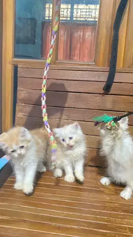 kitten persia 2 bulan
