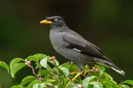 Burung Jalang Kebo