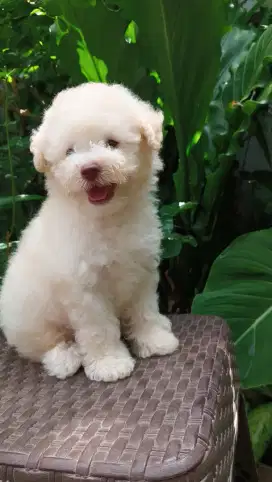 Toyvpoodle 2 bulan, mata hijau , hidung merah
