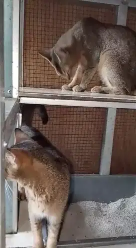 Sepasang kucing Abyssinian