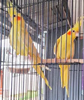 Jual Cepat Parkit Australia Mata Merah ( Yellow Falk Lutino)