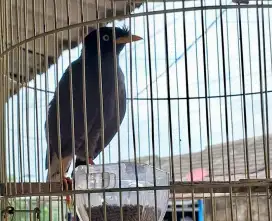 Jalak Kebo ( Kerak Omas) Gacor