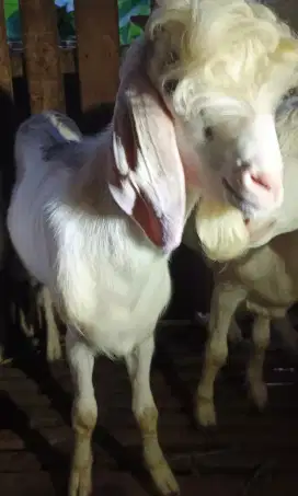 Kambing kacang siap Qurban